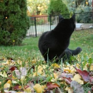 Meet your Posher, Steve